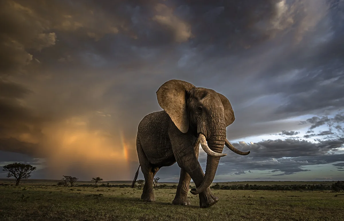 Paul-Goldstein-olifant-landschap