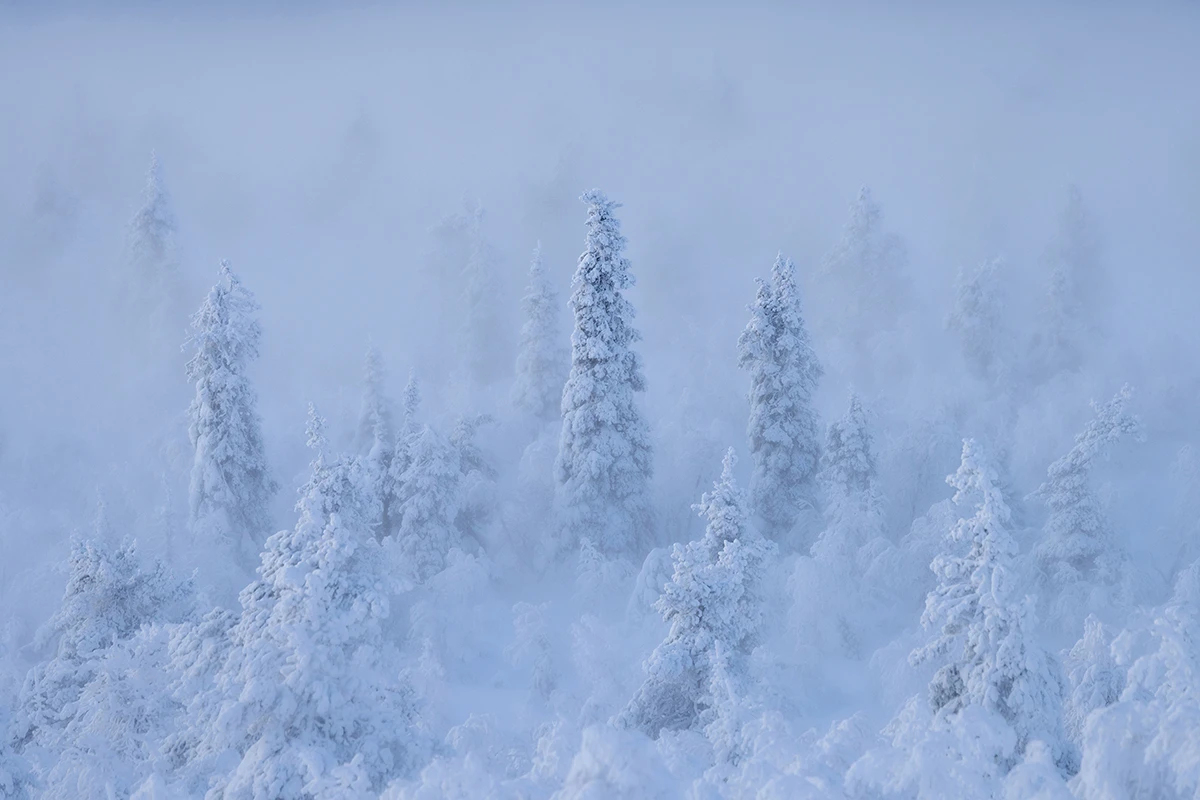 PolarNight_Hanneke-van-Camp