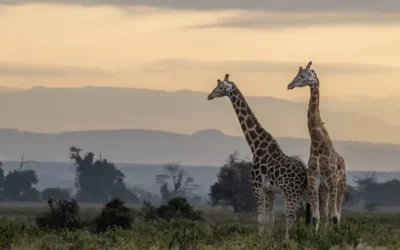 Reisverslag Fotoreis Kenia: wildlife fotografie met Marco Gaiotti