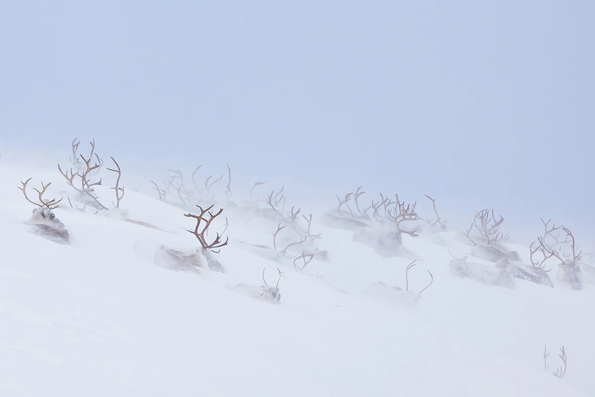 Sapmi_sReindeer_Hanneke-van-Camp