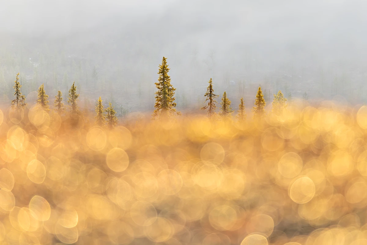 SpringSpruce_Hanneke-van-Camp