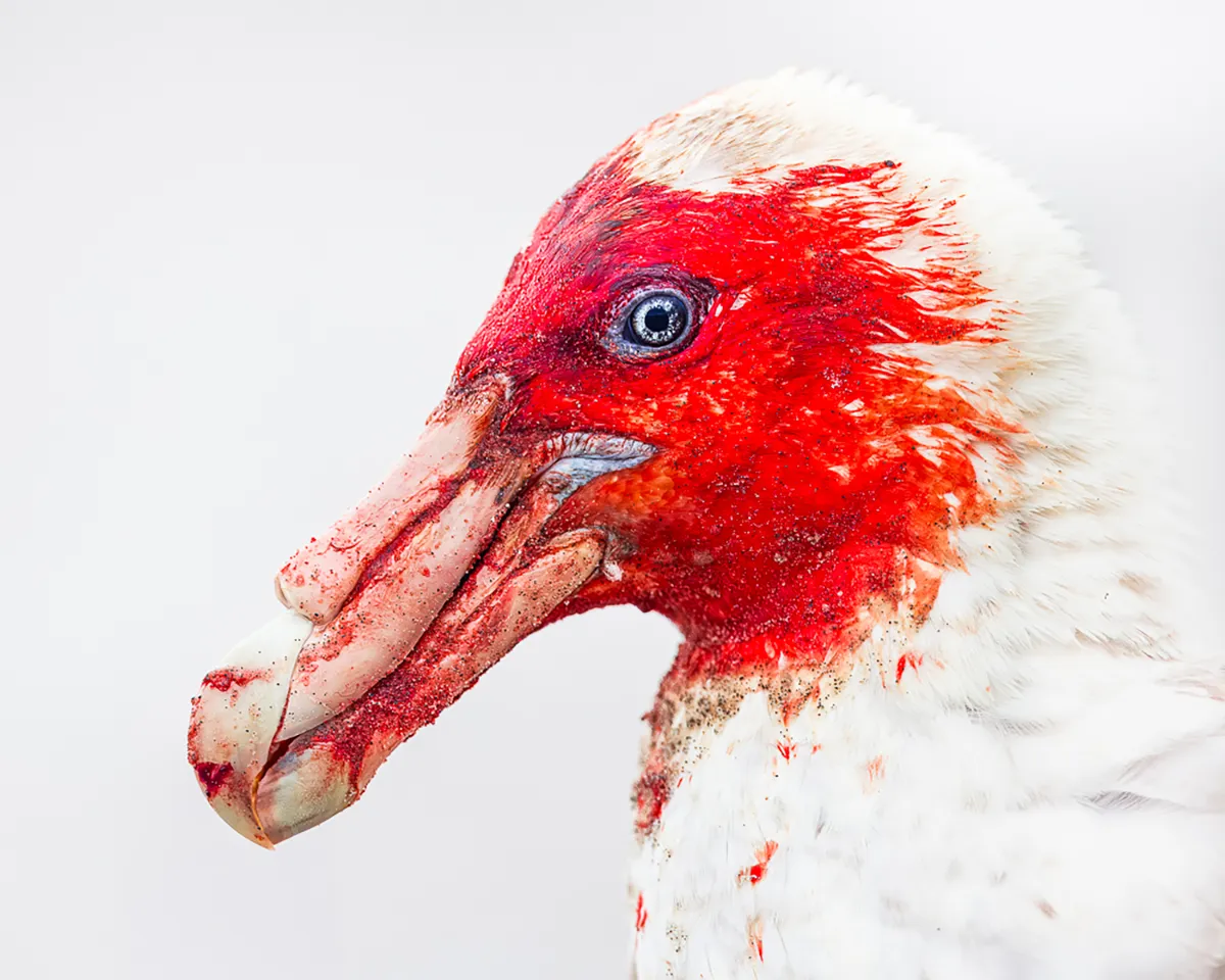 Steffen-Foerster-Bloed-Vogel