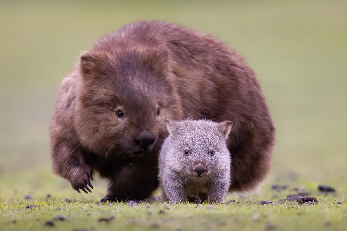 Steffen-Foerster-Wombat