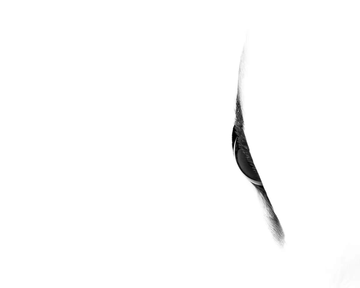Steffen-Foerster-closeup-oog