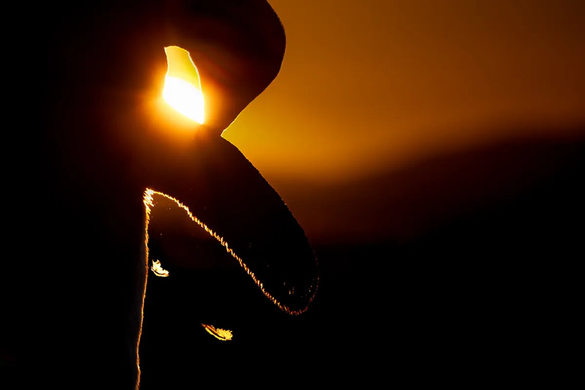 Steffen-Foerster-pinguin-silhouet