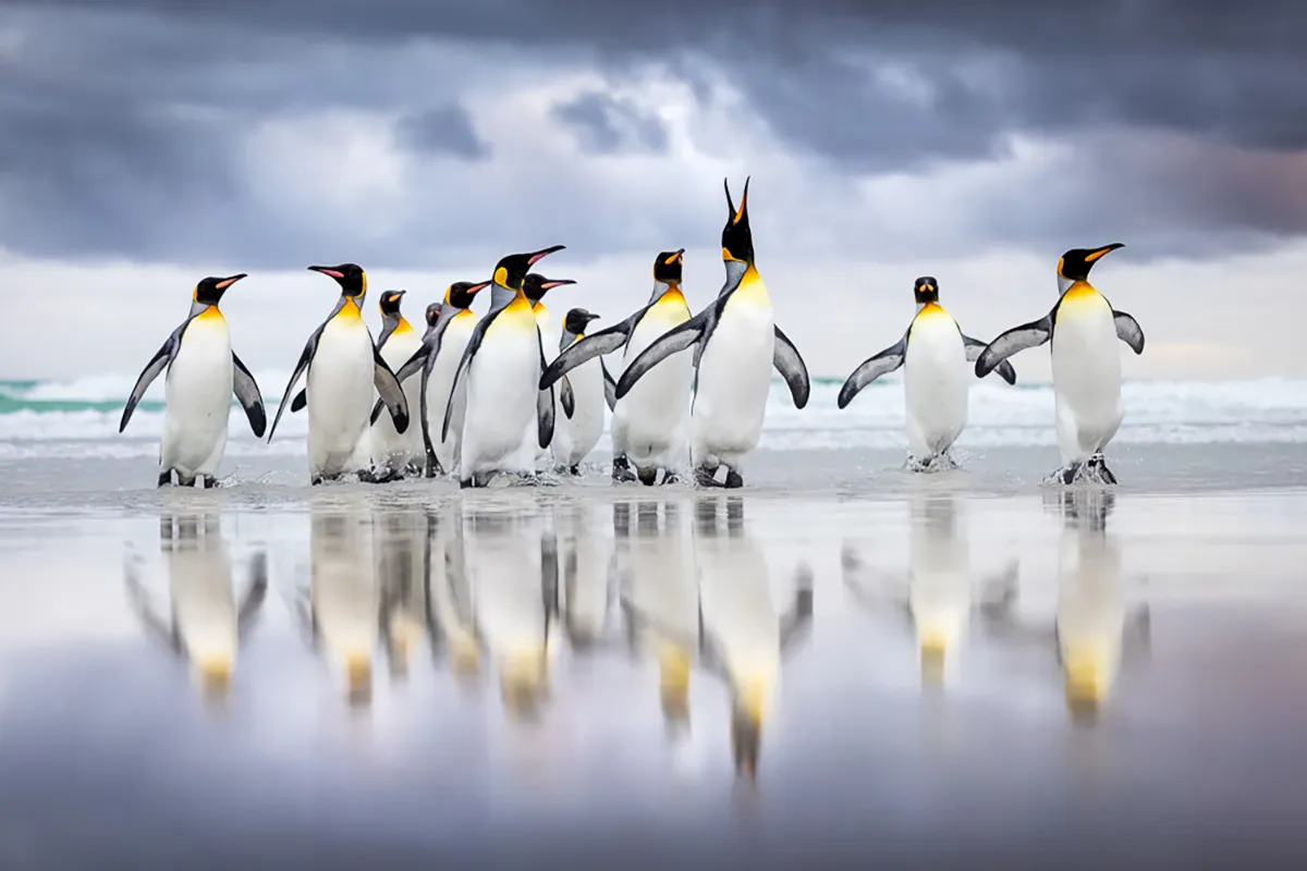 Steffen-Foerster-pinguins