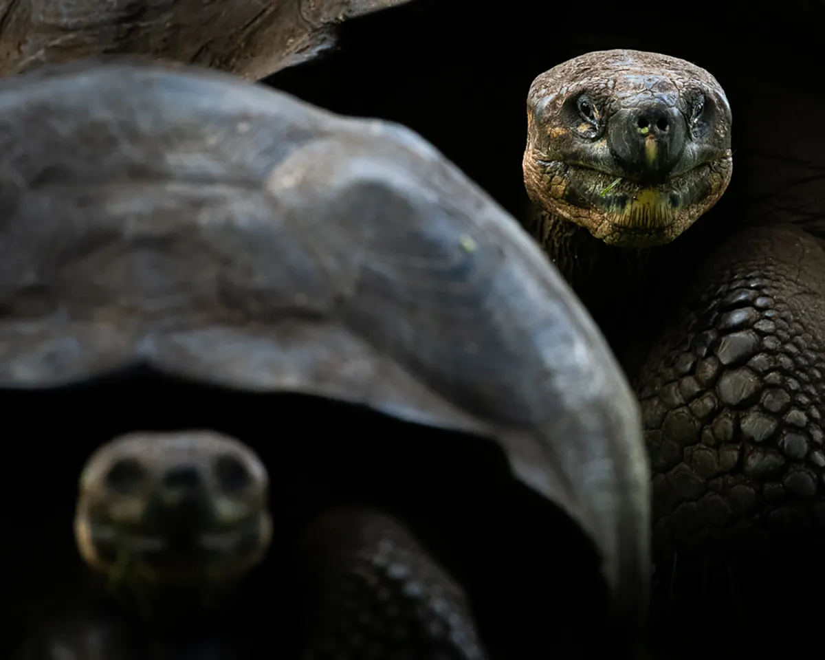 Steffen-Foerster-reuze-schildpad
