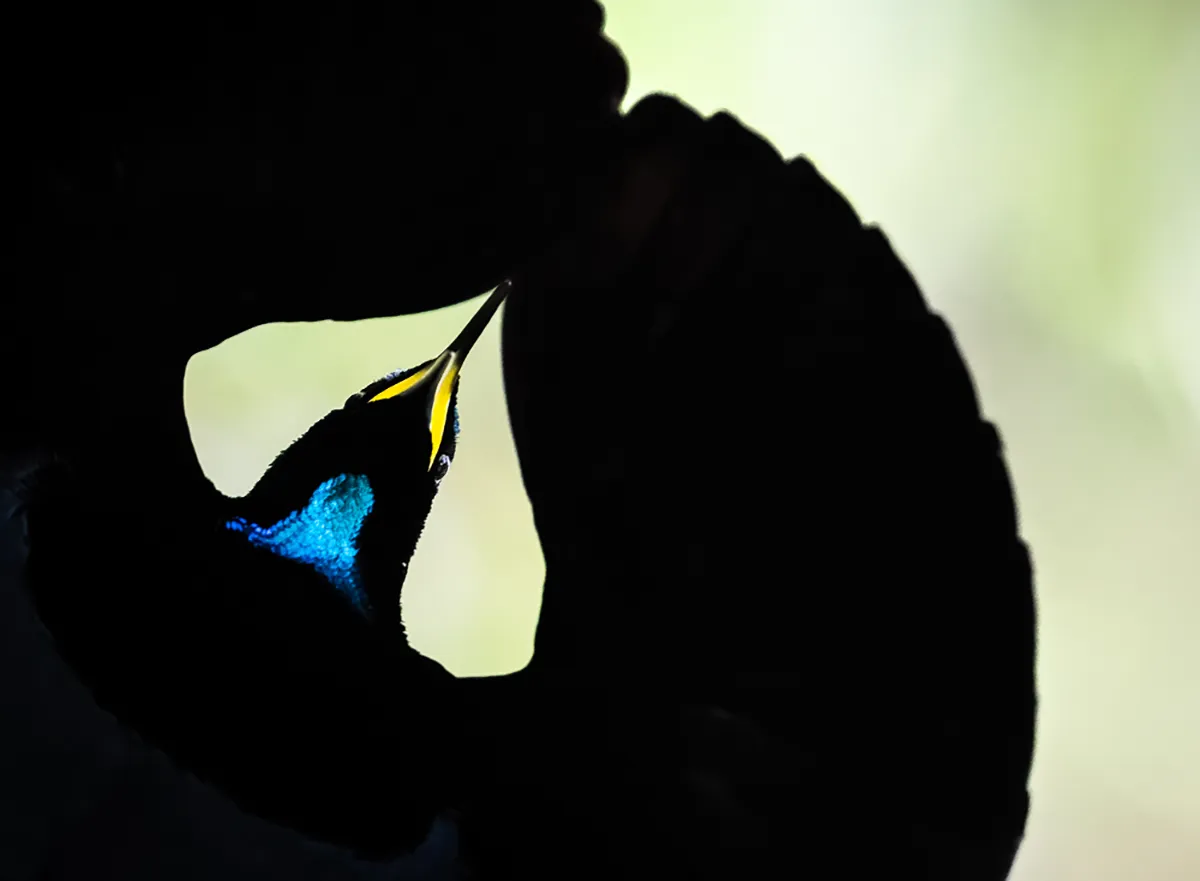 Steffen-Foerster-vogel-blauw-zwart