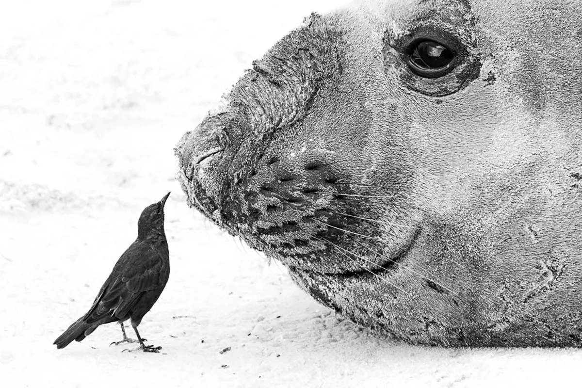 Steffen-Foerster-zeehond-vogel