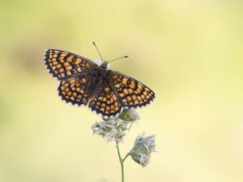 Fotoreis Bulgarije – een paradijs voor macrofotografen