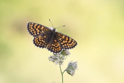 Macrofotografie in Bulgarije: vlinders, insecten, reptielen en amfibieën