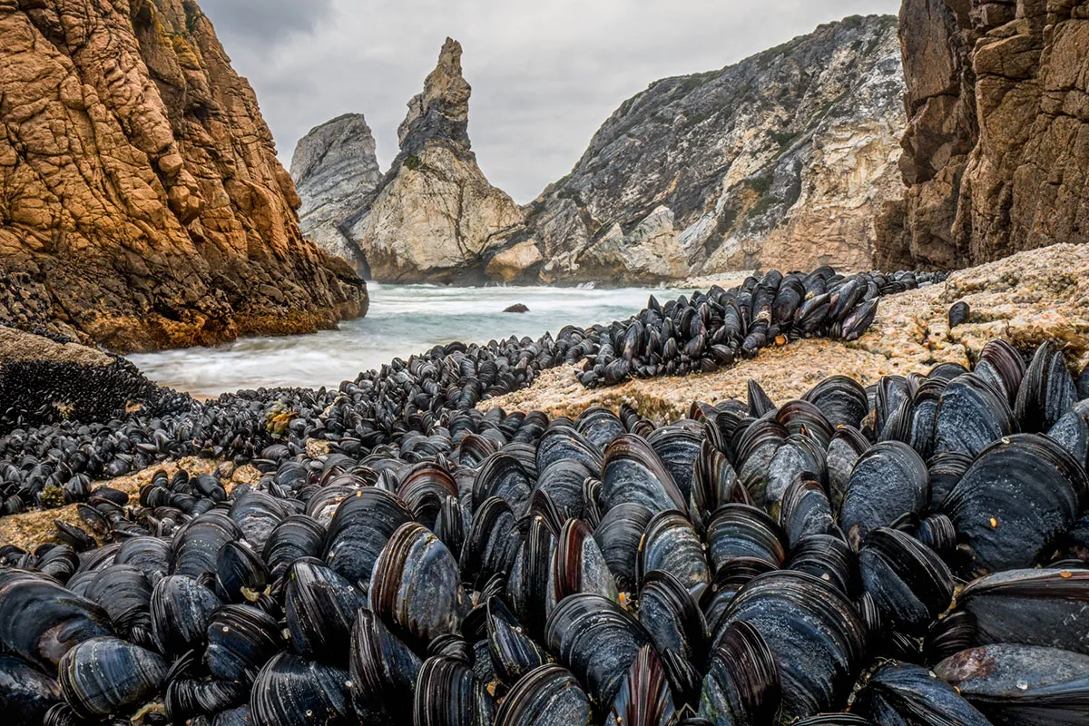 Theo Bosboom 001 - Mossels - Landschap