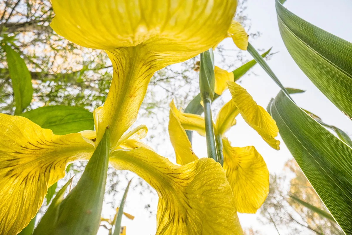 Theo Bosboom 007 - Bloemen-Geel
