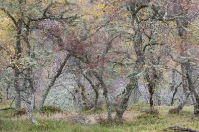 ancient-birch-woodland-Insh-Wood-Cairngorms-NP-Scotland