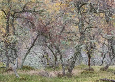 ancient-birch-woodland-Insh-Wood-Cairngorms-NP-Scotland