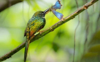Verslag fotoreis Costa Rica